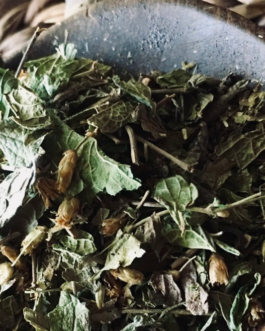 Calea Zacatechichi: The Mexican Dream Herb and the Living Ceremonies of Oaxaca